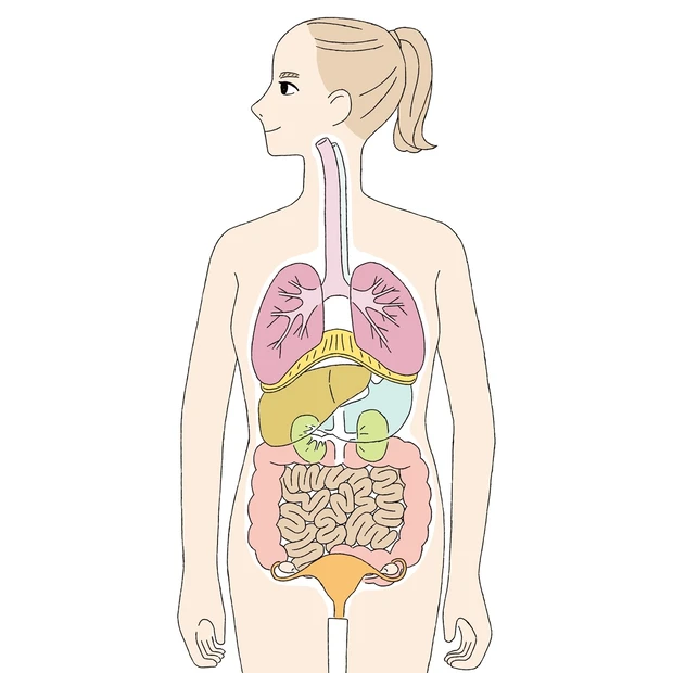 内臓美容で健やか美をGET！ 美容に関係のある臓器をピックアップ
