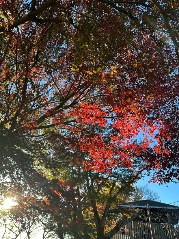 紅葉３