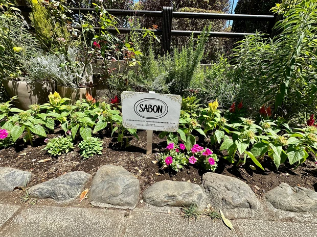 SABONの花壇を発見！_1_1