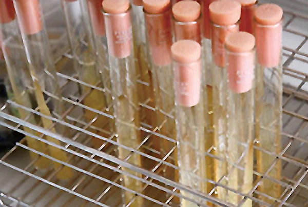 五島の椿　新CM　吉永小百合