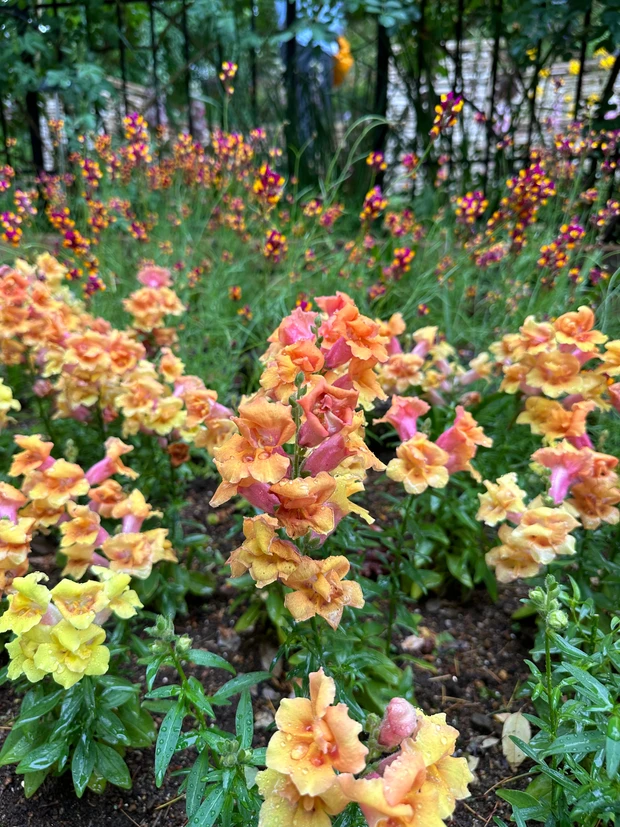 絵本の中にいるような美しい庭園「ラ・カスタ ナチュラル ヒーリング ガーデン」ブランド愛が高まる！！_5_2