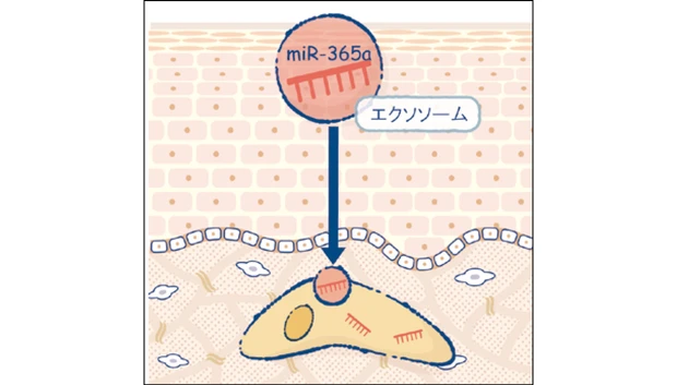 マキア　スキンケア　おすすめ　2025　ファンケル アドバンスト ビューティ コンセントレート　ミルクエクソソーム