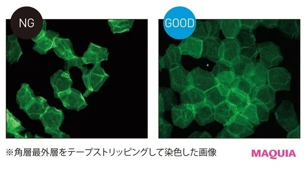 理想的な角層は規則的に整列