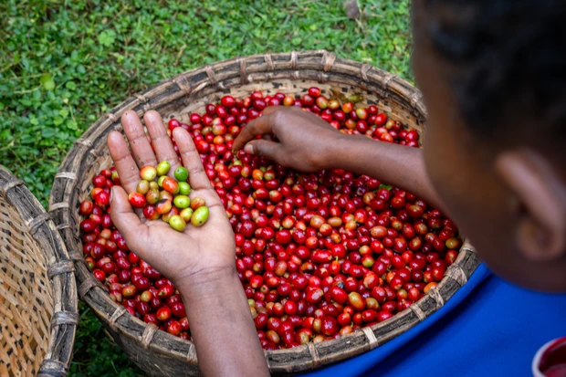 ファミリーマート　エチオピア　吸水ショーツ-7