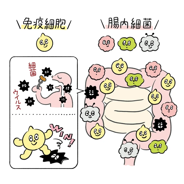 “消化だけじゃない”腸のチカラ。腸と脳の関係から腸活の基本まで、専門家が…
