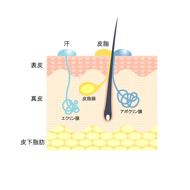 もしかしてワキガ? 歳をとるとニオイの質が変わる? 専門家に聞く【ニオイの原因と対策】_2