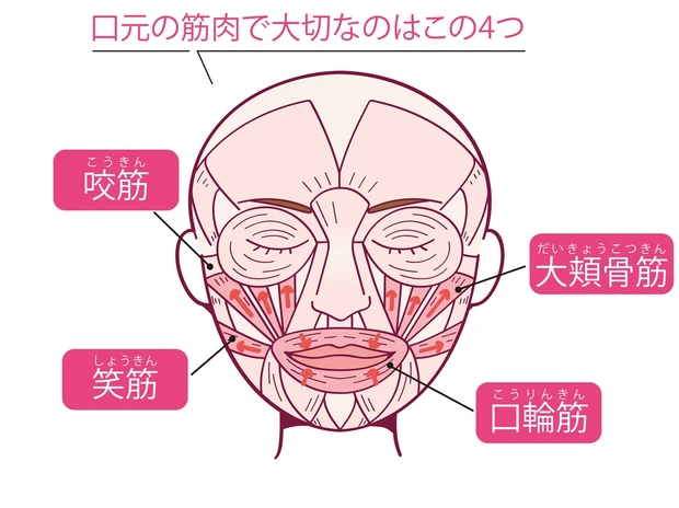 口元の筋肉で大切なのはこの4つ