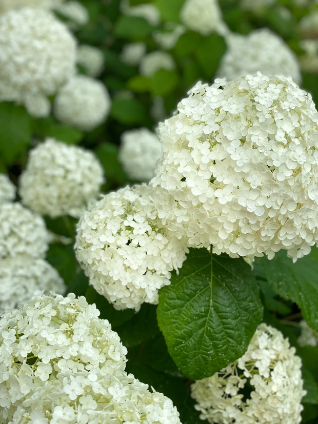 鏡でどこを見ていますか?毎日鏡を見ていて良かった→日帰り手術(ちょっと真面目な話し)_1_2