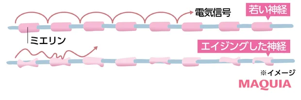 神経のエイジングとは 神経のカバー「ミエリン」が変形し電気信号の流れが悪くなる