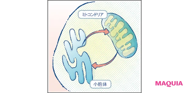 マキア エイジングケア おすすめ ゲラン オーキデ アンペリアル ザ ロンジェビティ クリーム MAMs(ミトコンドリア-小胞体間連携ゾーン)