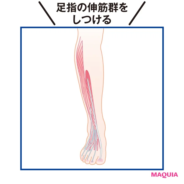 足指の伸筋群をしつける