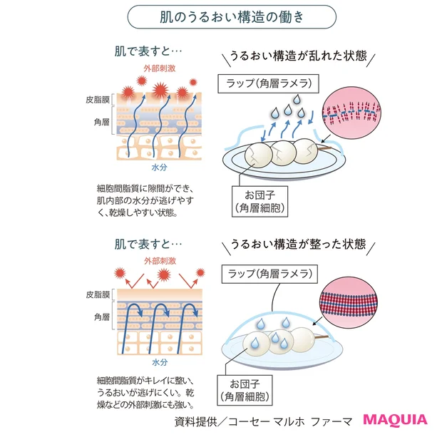 肌のうるおい構造の働き