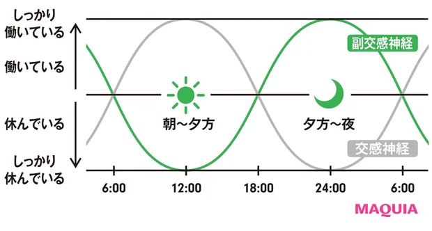 自律神経の1日のリズム