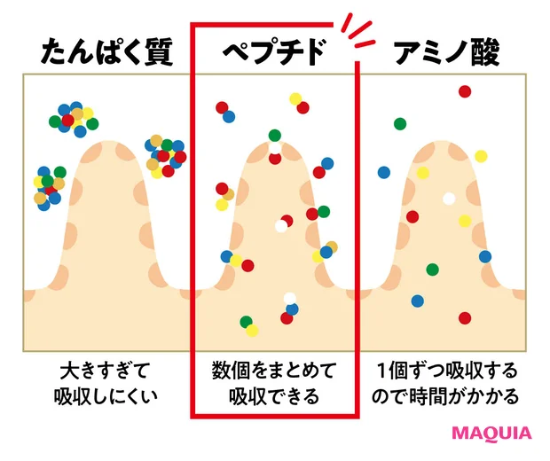 かっぱのみよじ美容成分講座 機能性ペプチド