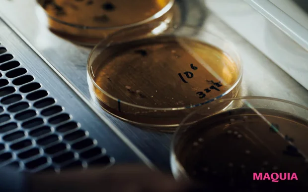 MAQUIA 12月号 付録 FAS アイクリーム 京都産くぬぎ酵母エキス 2