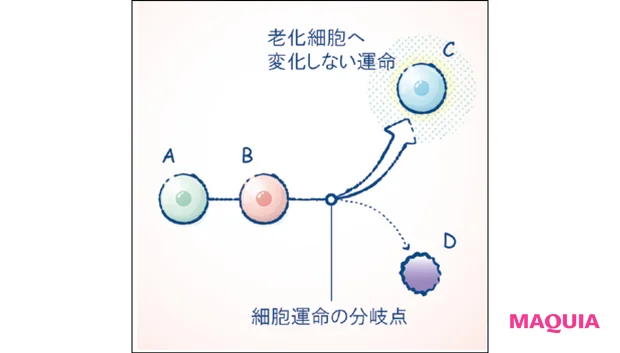 マキア スキンケア おすすめ 2025 DECORTÉ コスメデコルテ ユース パワー エッセンス ローション 細胞運命