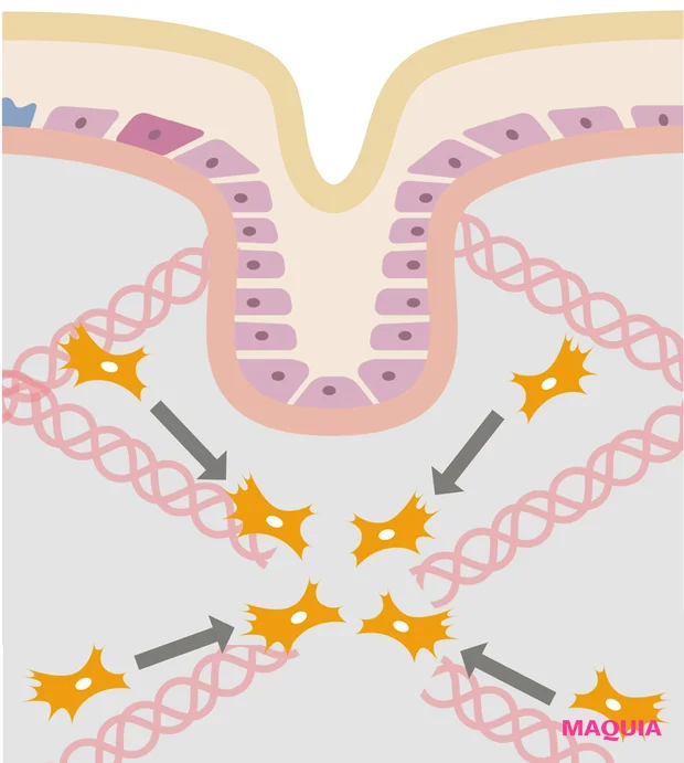 オルビス ザ リンクルセラム 最新美容 シワ改善美容液 遊走