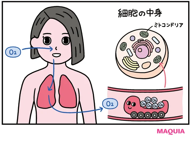 酸素が美肌に大事な理由って？ 活性酸素を恐れるよりも、きちんと酸素を取り込むことが重要！
_2