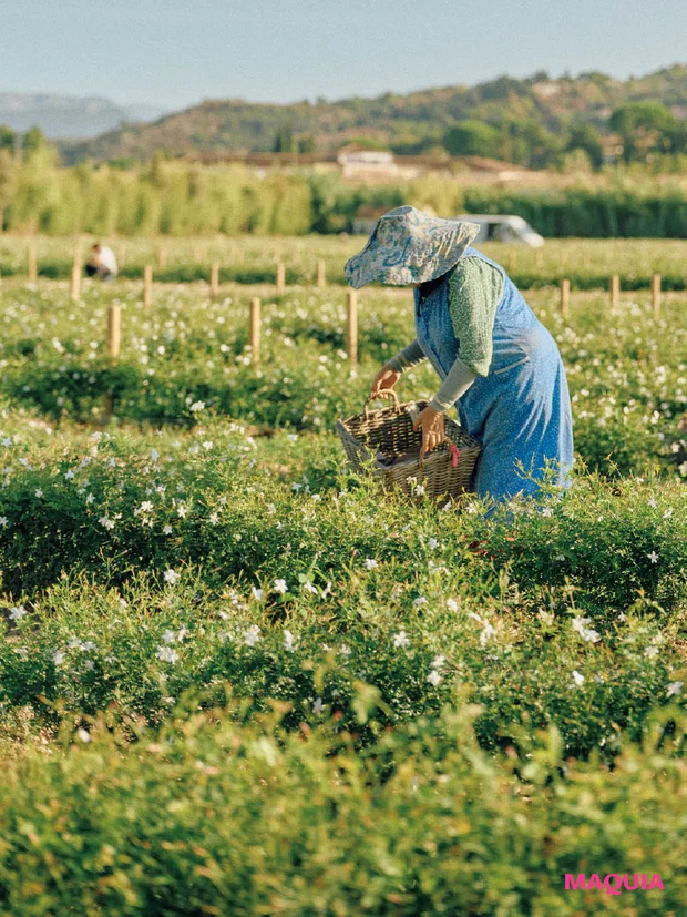 シャネル N°5 パルファム ジャスミンを摘んでいる様子