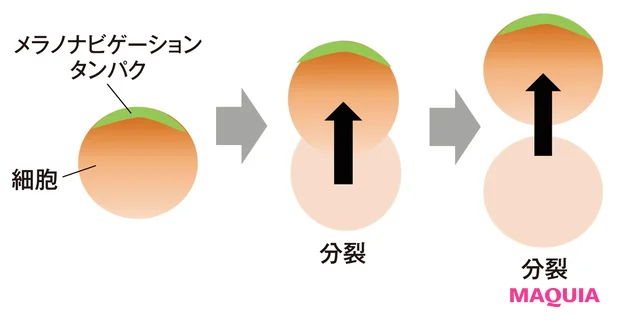メラノナビゲーション機能の仕組み