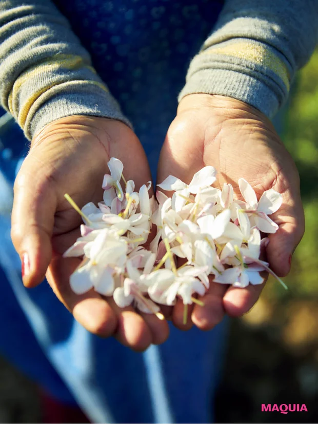 シャネル N°5 パルファムに使用されるジャスミン