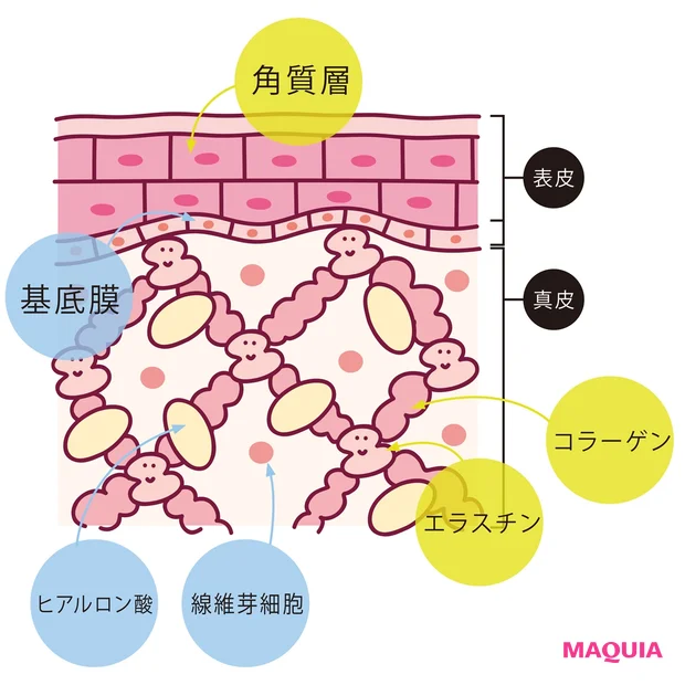 肌内部の様々なたんぱく質