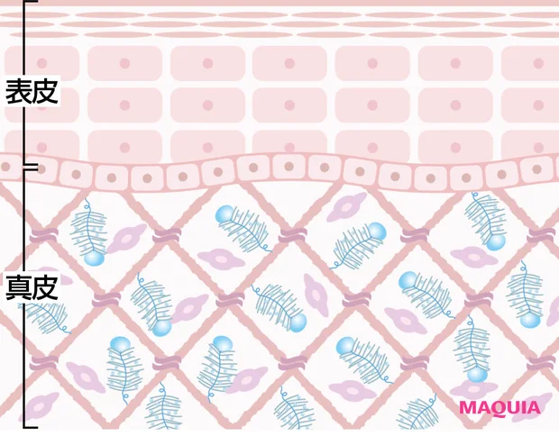 プロテオグリカンとは、どういう成分?