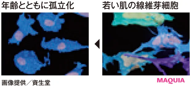 画像提供/資生堂