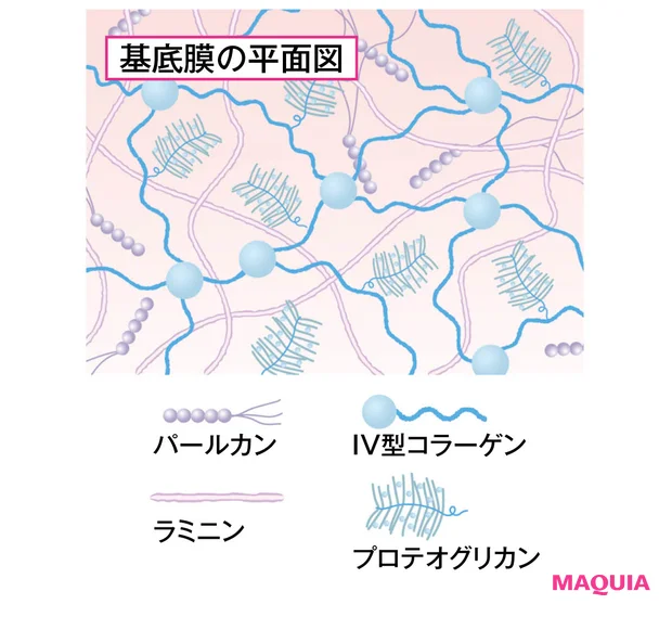 基底膜の平面図