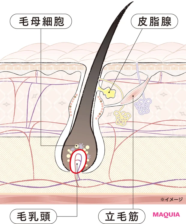 毛母細胞　皮脂腺　毛乳頭　立毛筋　※イメージ