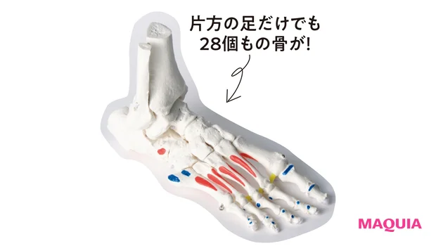 片方の足だけでも28個もの骨が!