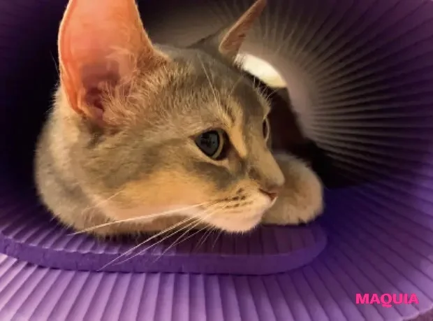 【美弥るりかさん】「ダンスはもちろん、歌や発声にも筋肉はマスト。愛猫のるっちゃんに見守られながら、家の中で全身を鍛えてます」