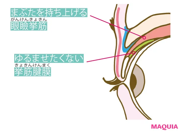 目元の断面図
