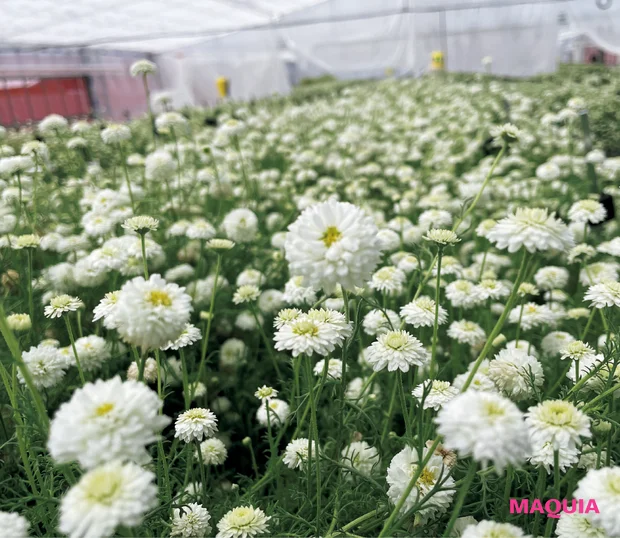 皮脂で肌の真実がわかる!?【ここだけの話 第2回 エストG.P. セラムイン ローション】_5