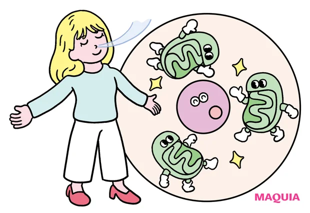 酸素が美肌に大事な理由って？ 活性酸素を恐れるよりも、きちんと酸素を取り込むことが重要！