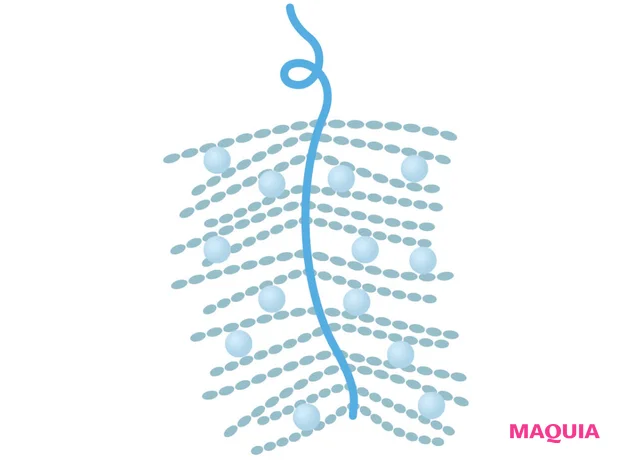 プロテオグリカンの構造