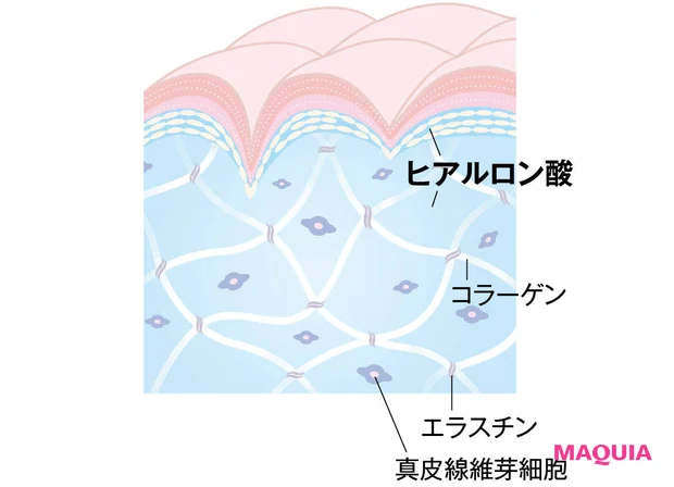 ヒアルロン酸の役割 肌断面図