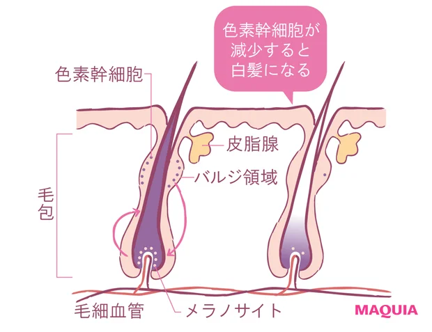 Over40の髪悩みにプロが回答。白髪は抜いてもOK? セルフ白髪染めのおすすめ品は?_3