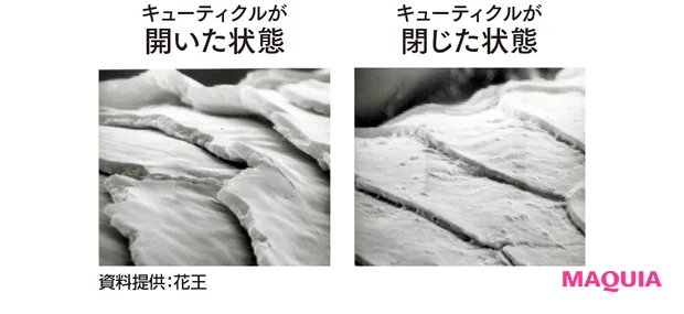 キューティクルが開いた状態　キューティクルが閉じた状態　資料提供：花王