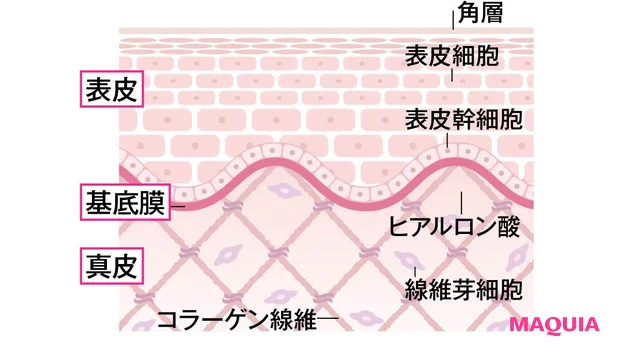 基底膜の断面図