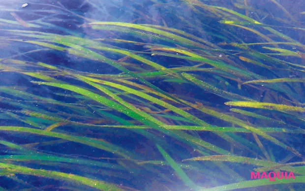 MAQUIA 12月号 付録 FAS アイクリーム 国産甘藻エキス