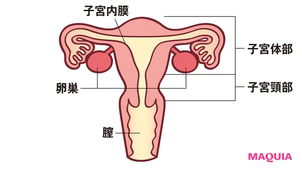 子宮