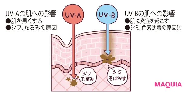 UV-A、UV-Bの肌への影響