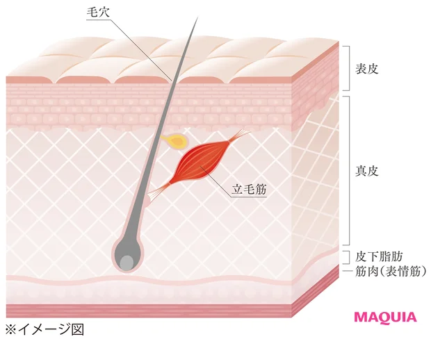 立毛筋(りつもうきん)とは?
