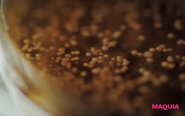 MAQUIA 12月号 付録 FAS アイクリーム 京都産くぬぎ酵母エキス