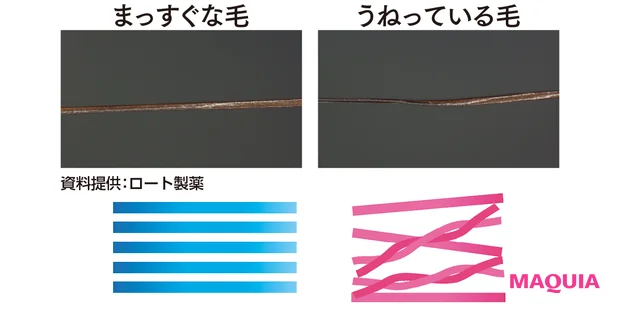 まっすぐな毛　うねっている毛　資料提供：ロート製薬