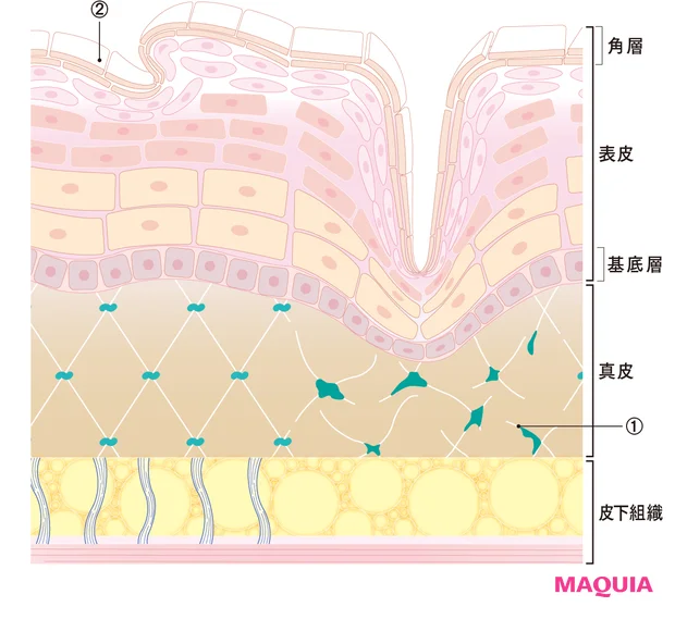 ハリ・たるみに結果を出す美容成分。レジェンド成分から独自成分まで、押さえておきたい5大成分を紹介_6