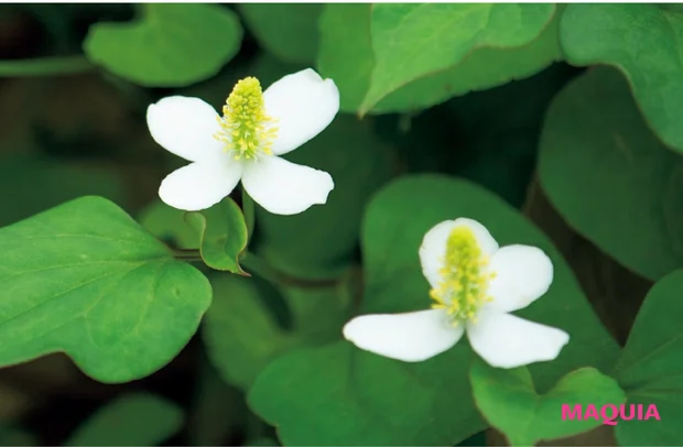 オルビス ザ リンクルセラム 最新美容 シワ改善美容液 ドクダミ