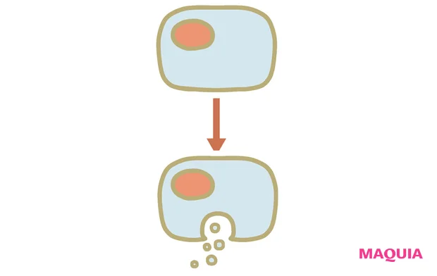 かっぱのみよじ美容成分講座 エクソソーム
