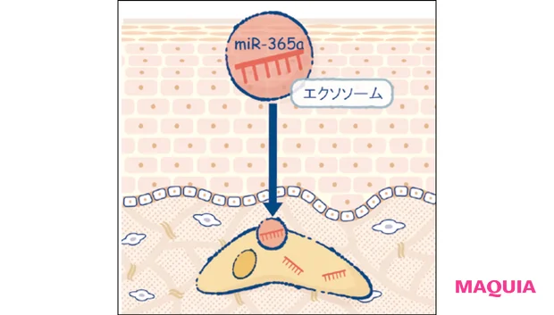 マキア スキンケア おすすめ 2025 ファンケル アドバンスト ビューティ コンセントレート ミルクエクソソーム
